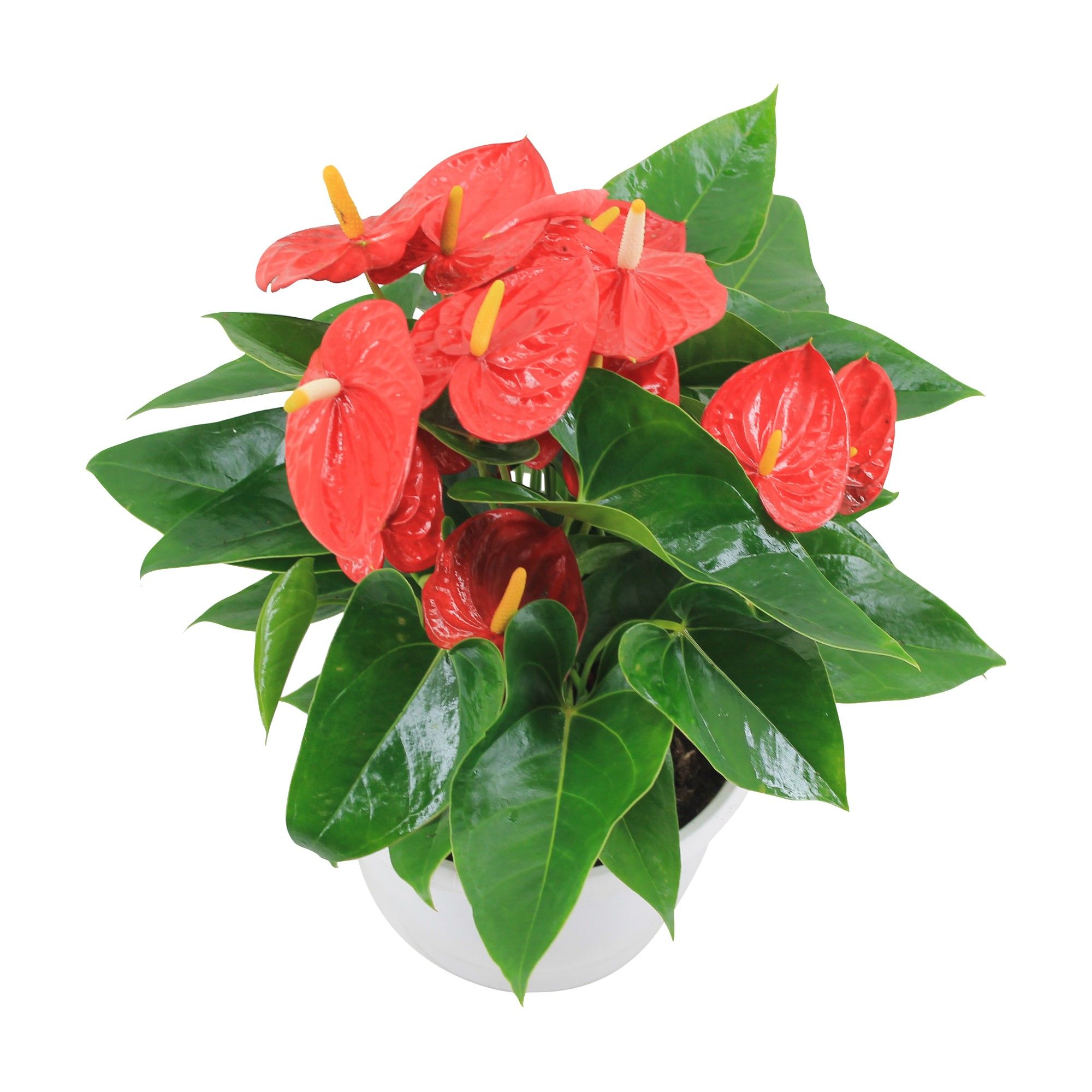Anthurium XL.10 Mauii Red 23cm schaal, D 23