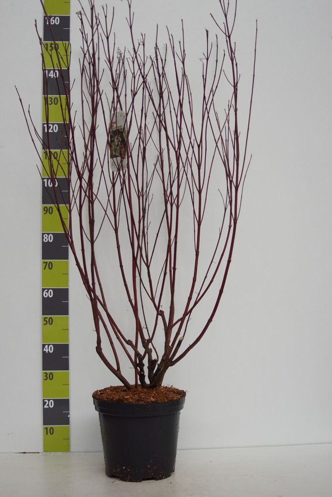 Cornus alba 'Elegantissima' C 12, D 30