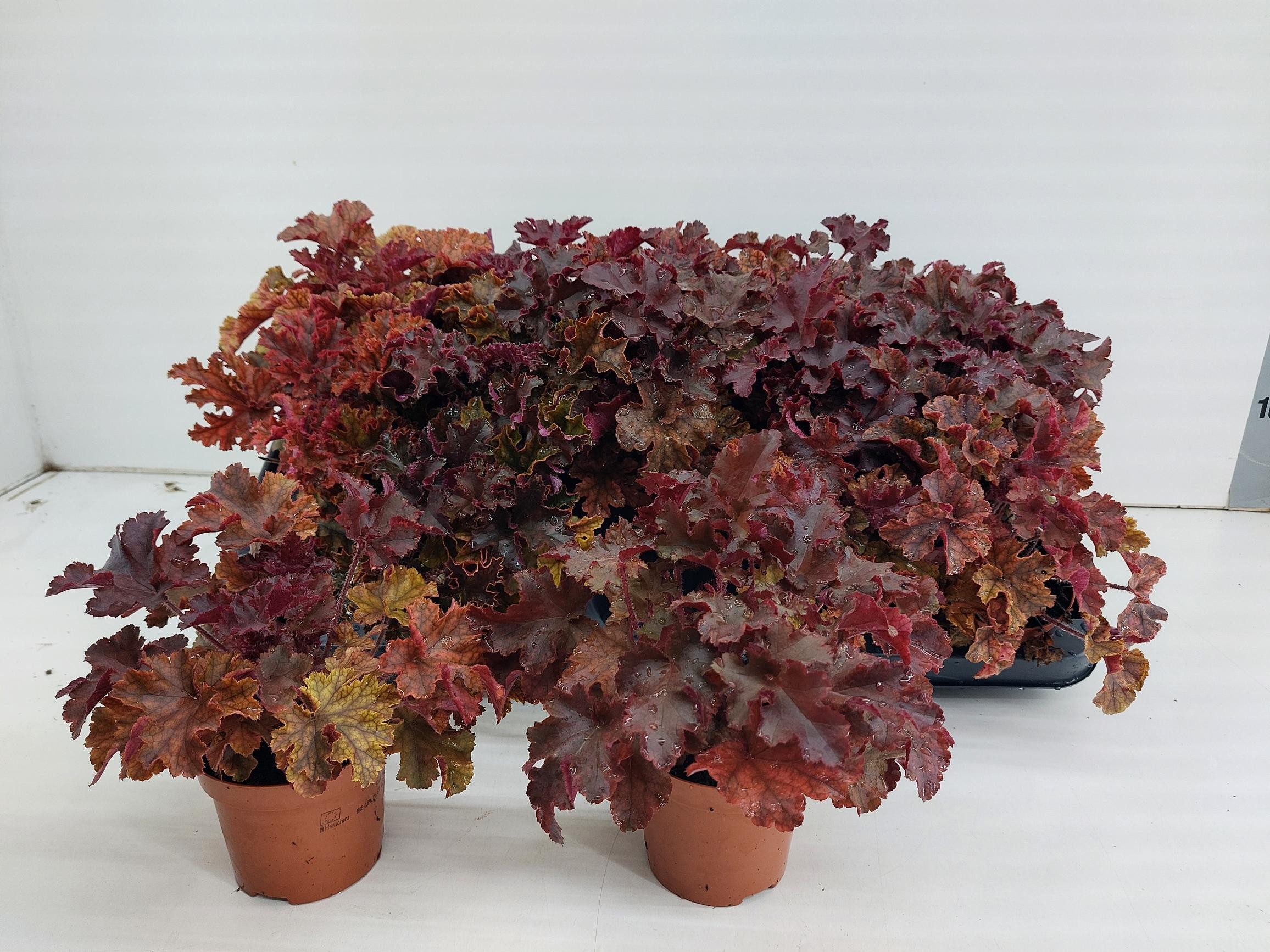 TDM P9 : Heuchera Americana Melting Fire P9, D 9