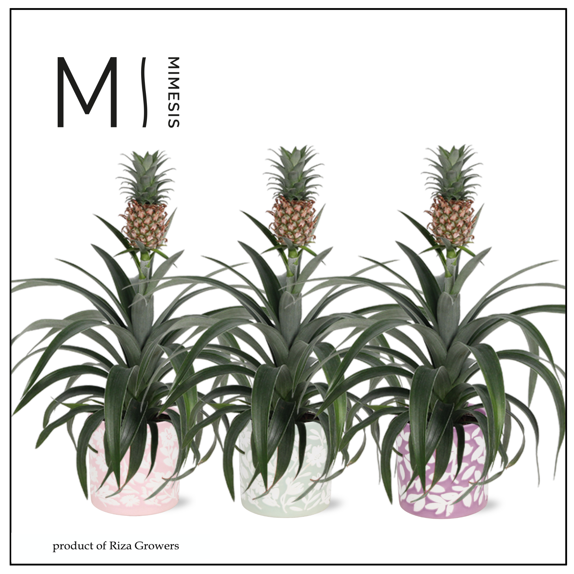 Ananas Mi Amigo - 12cm in Sevilla | Mimesis, D 12