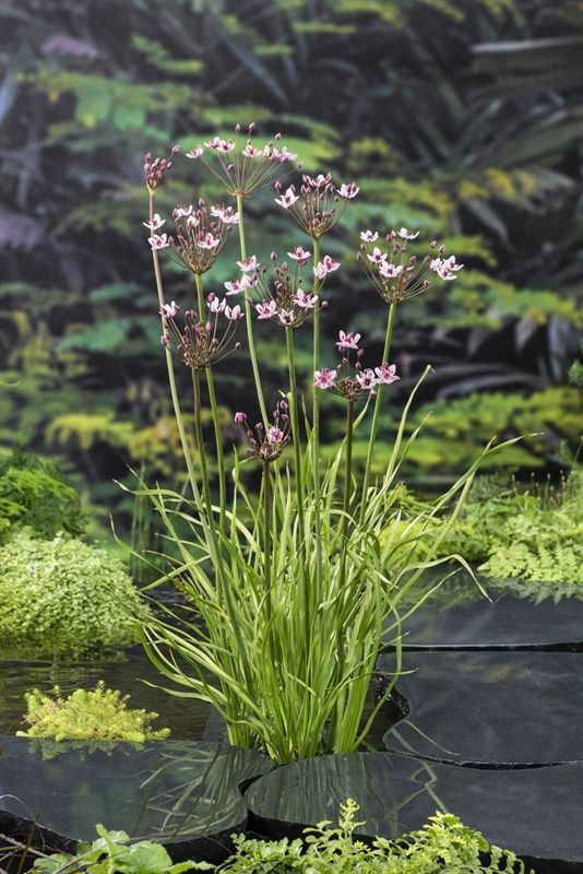 Butomus umbellatus, D 9