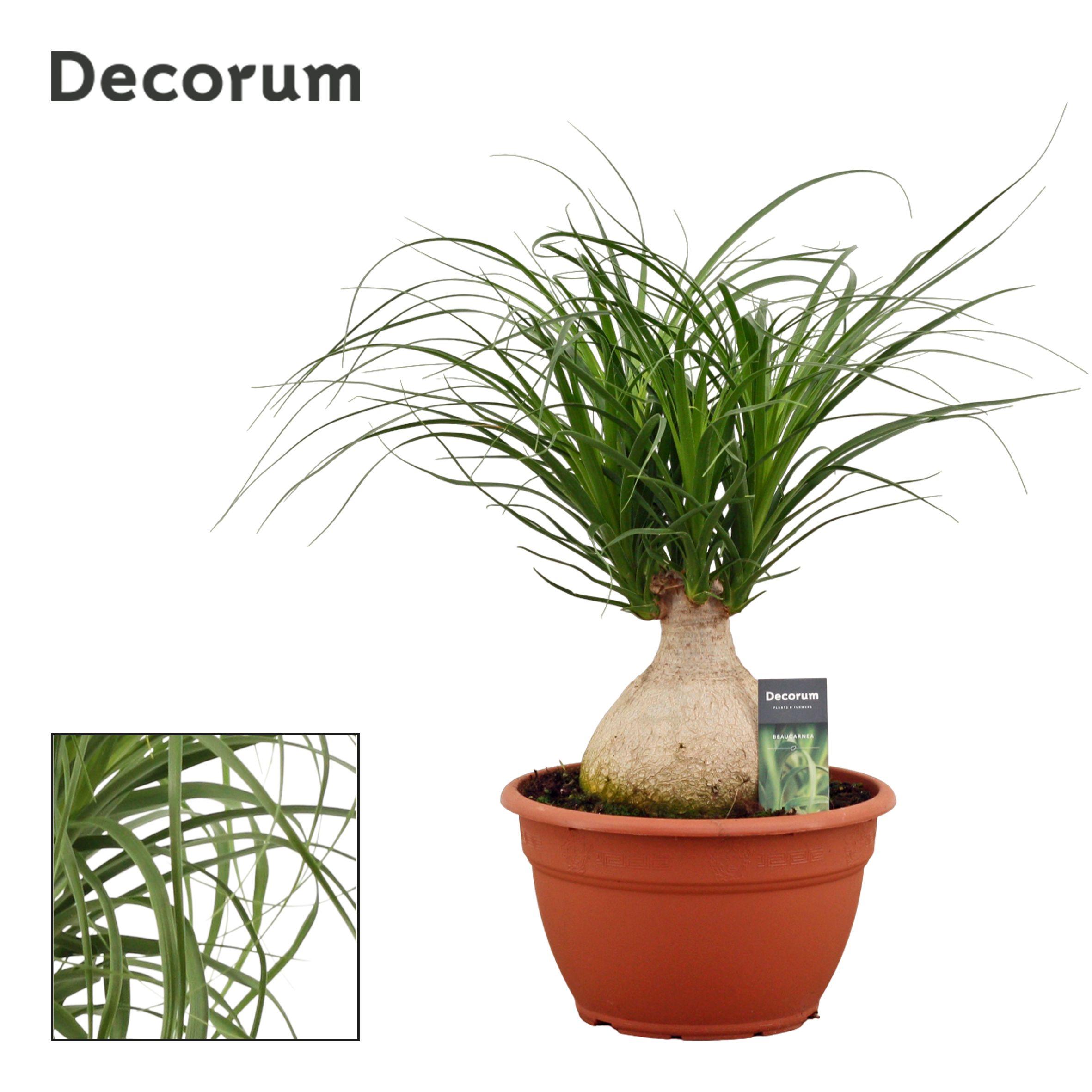Beaucarnea Bol 25 cm (Decorum), D 25