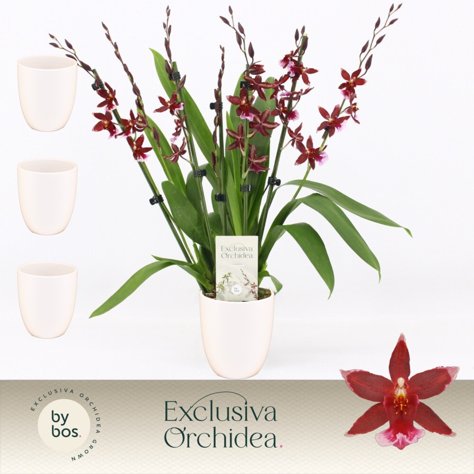 Barrocco Red, 7+ spike in Lotte White 'Exclusiva Orchidea', D 12