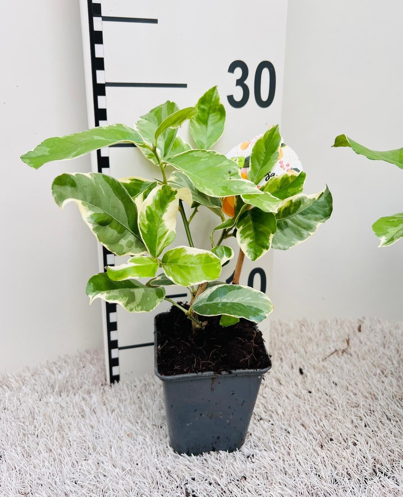 Citrus Lemon Variegata ''Grow at Home''(no fruits), D 9