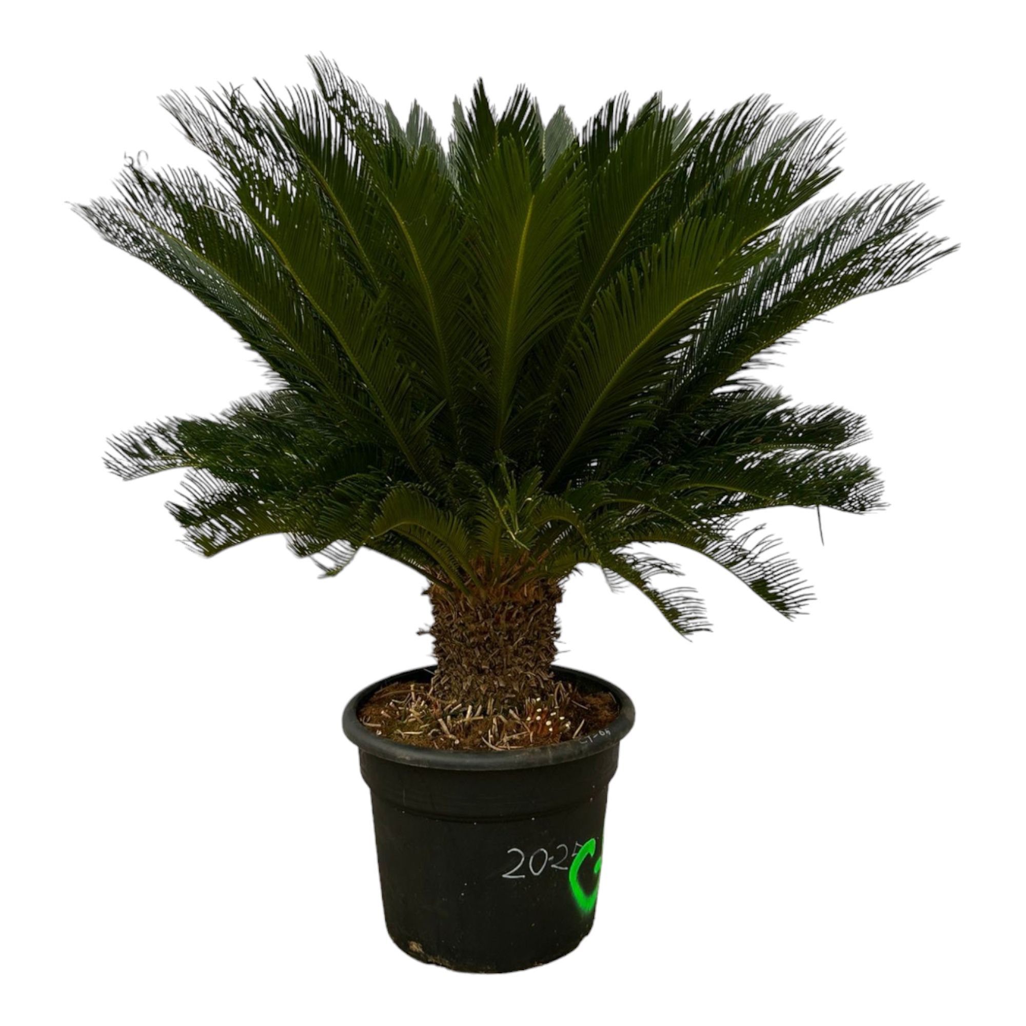 Cycas Revoluta - 140cm, D 55