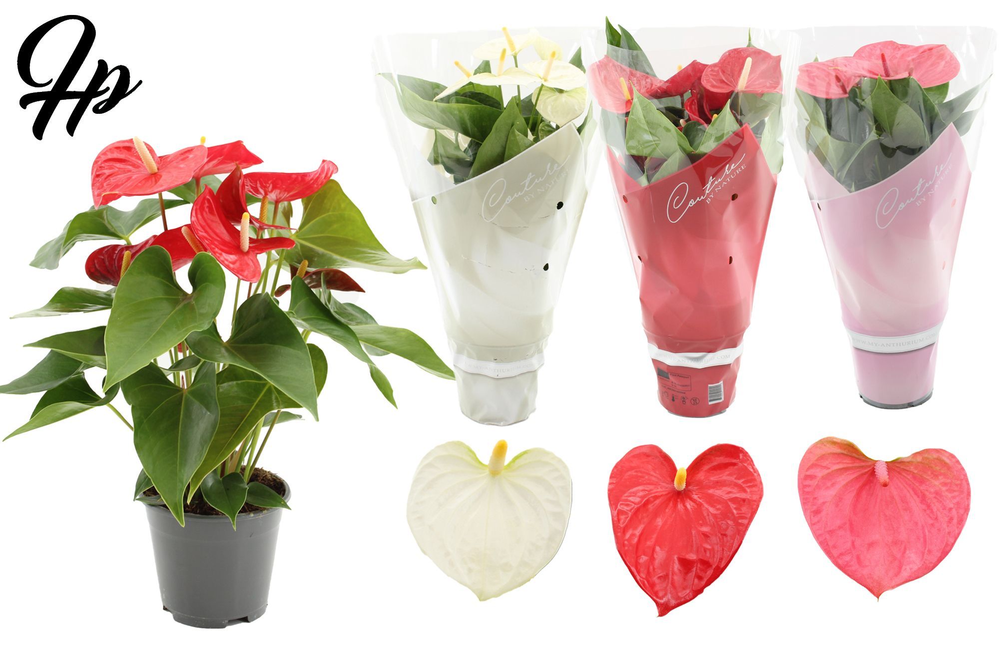Anthurium 14 cm 3 color mix in Couture sleeve, D 14