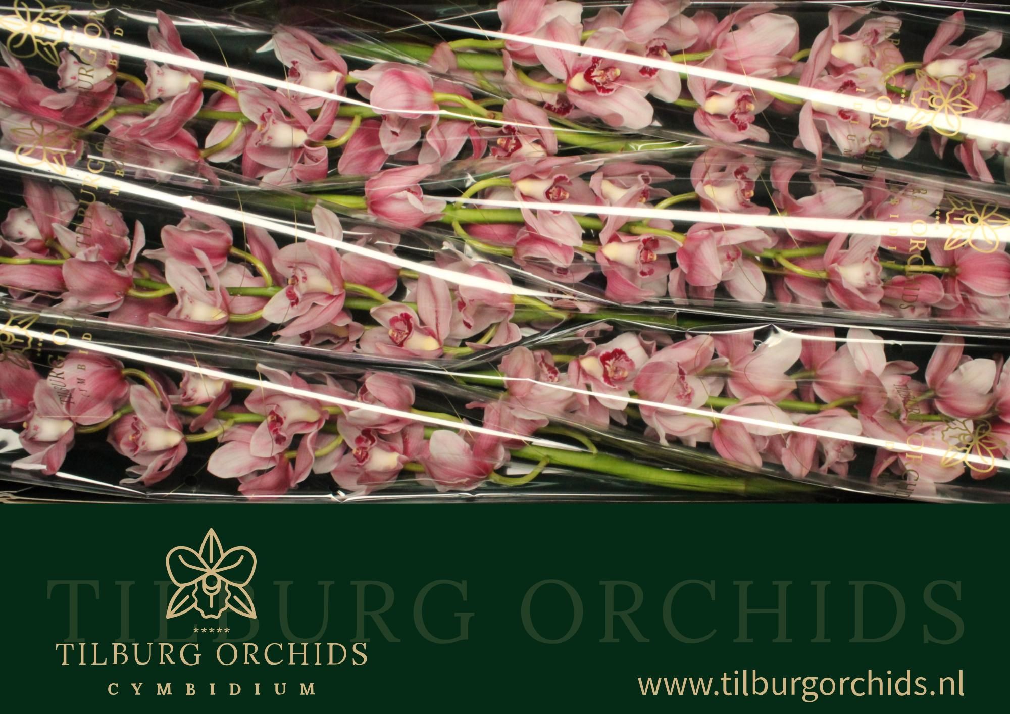 Цимбидиум Квин Мона x6 80, шт.