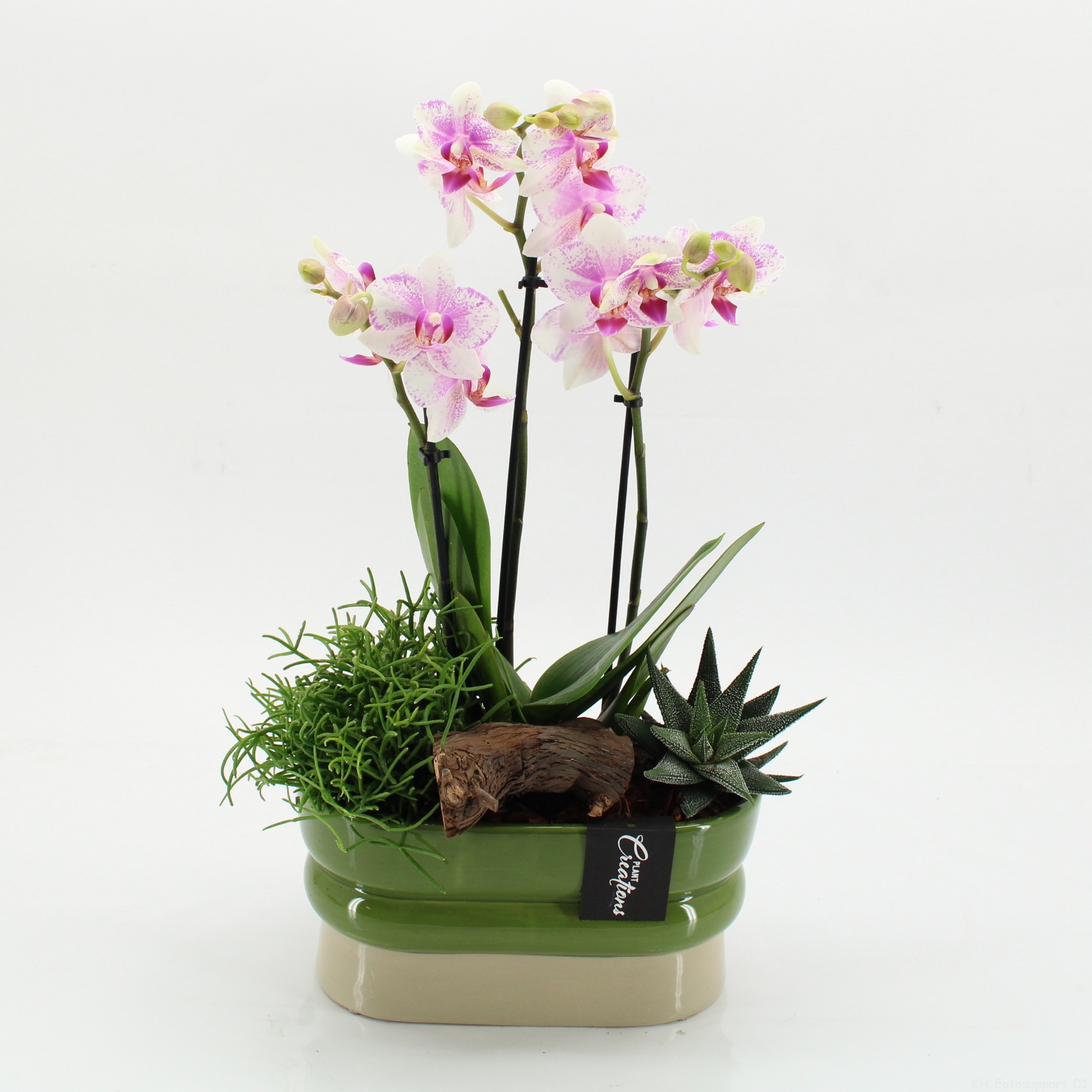 PHAL-2620RZ Phalaenopsis creatie, D 23