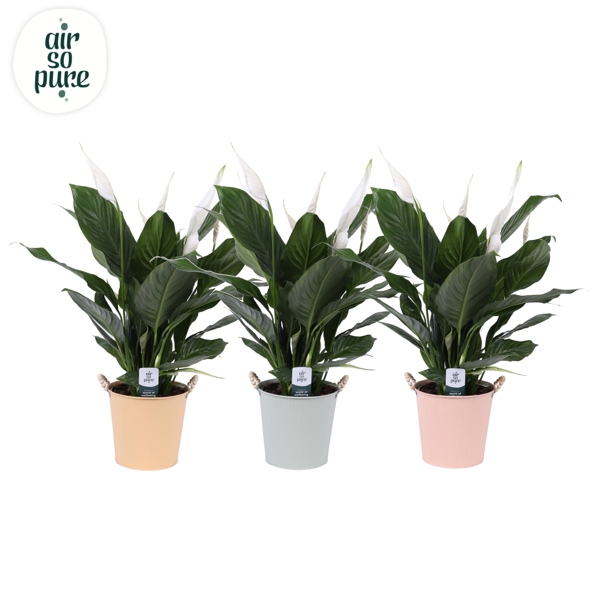 KP-116.1 - Spath Bingo Cupido 17cm in pastel zink, D 17