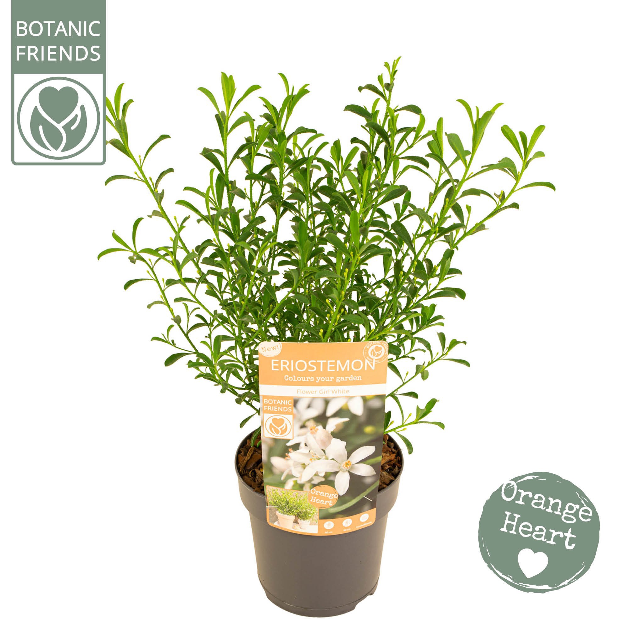 Eriostemon myoporoides 'Flower Girl White', D 15
