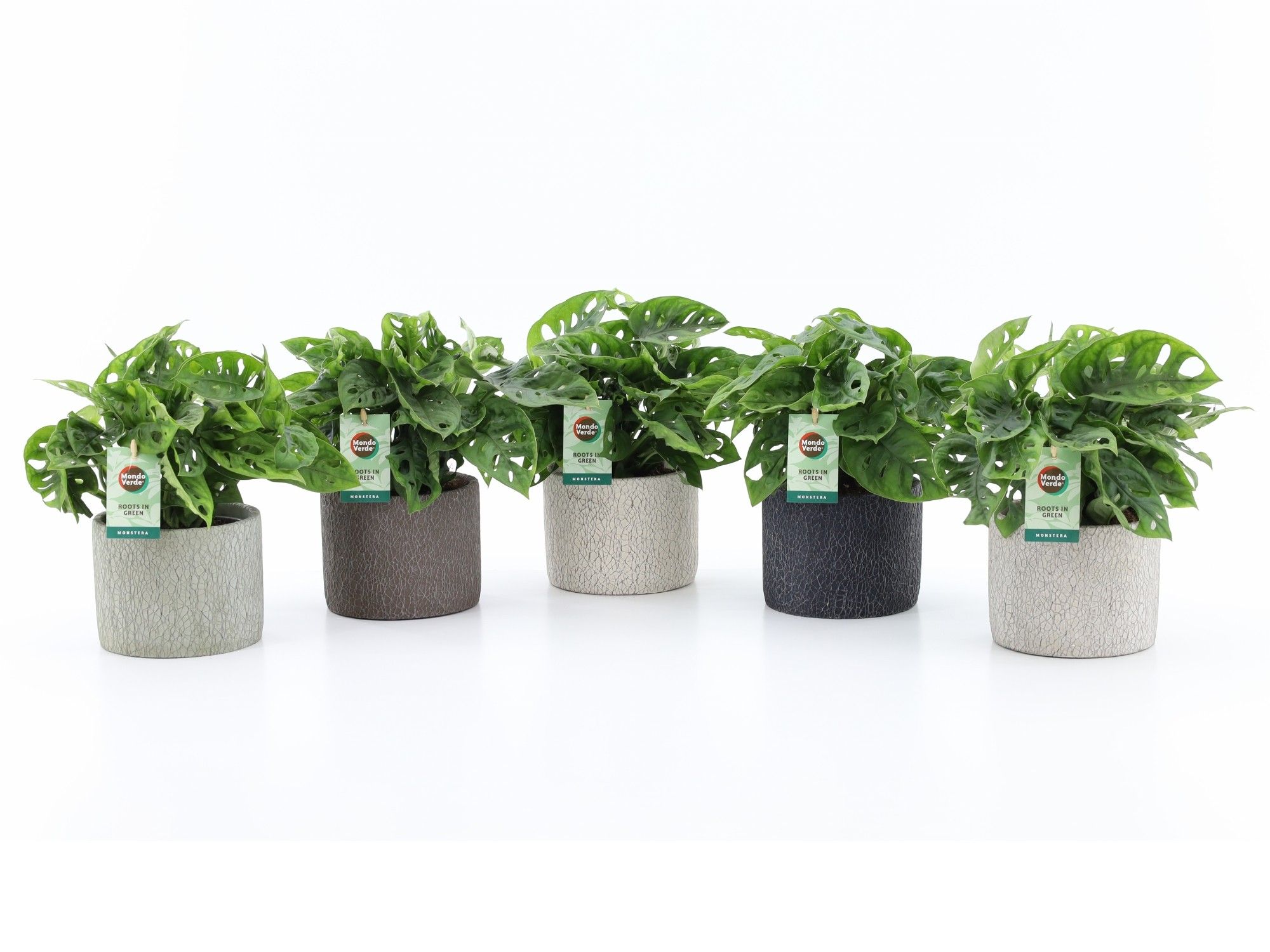 Monstera Adansonii in Classic Stone, D 13