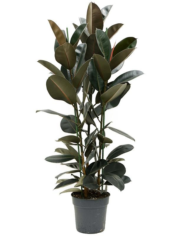 Ficus elastica 'Abidjan', D 30