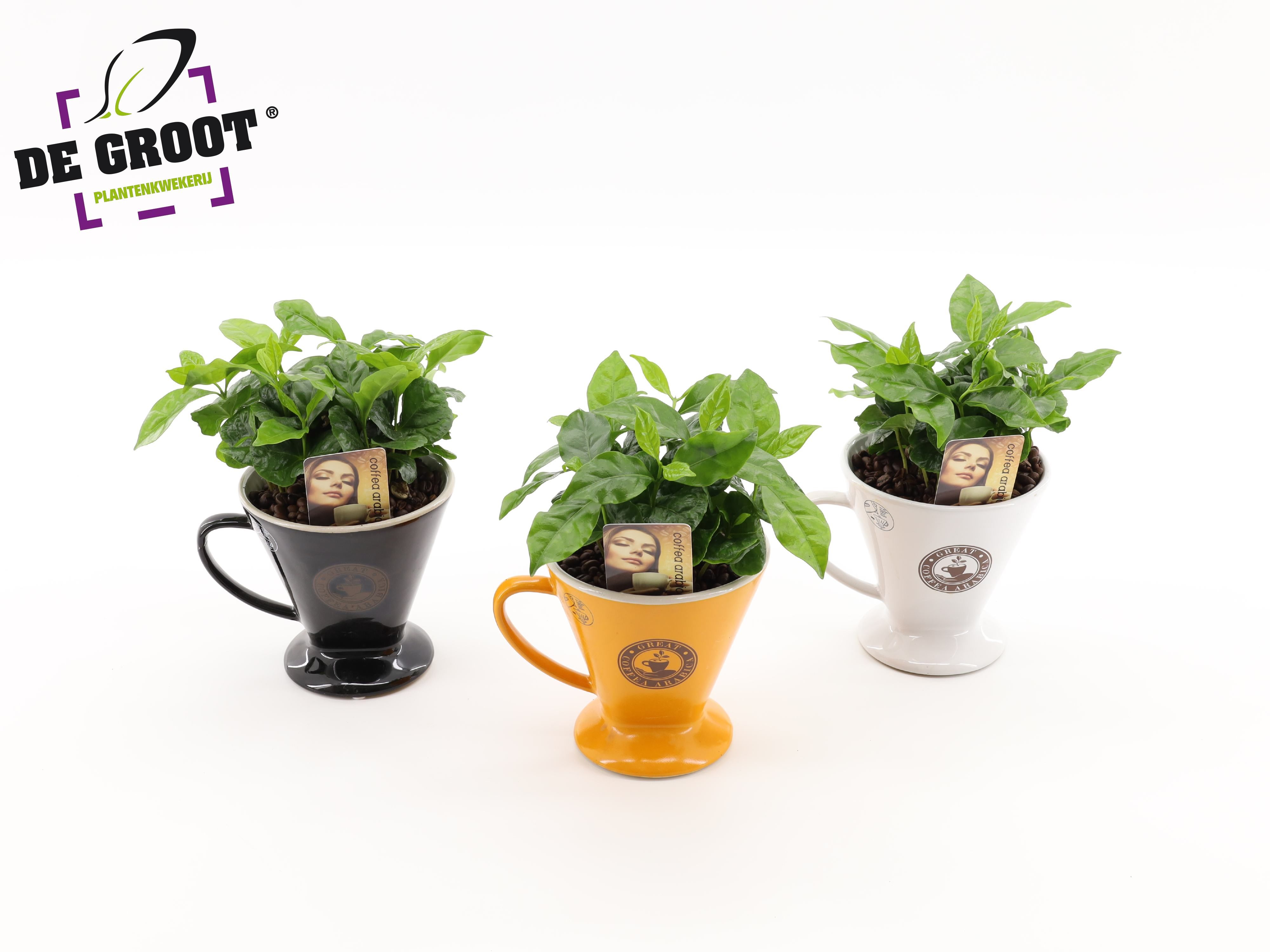 Coffea in bruikbaar koffiefilter, D 12