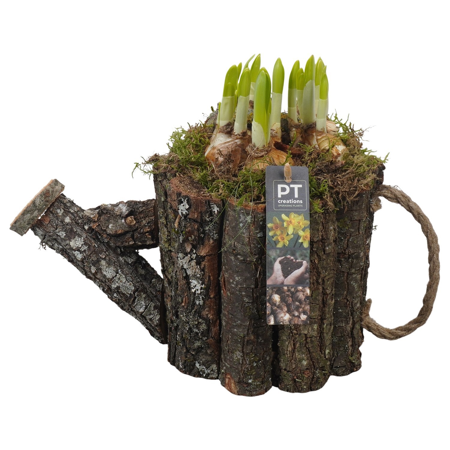 PTN8756 Arrangement Narcissus in houten gieter, D 30