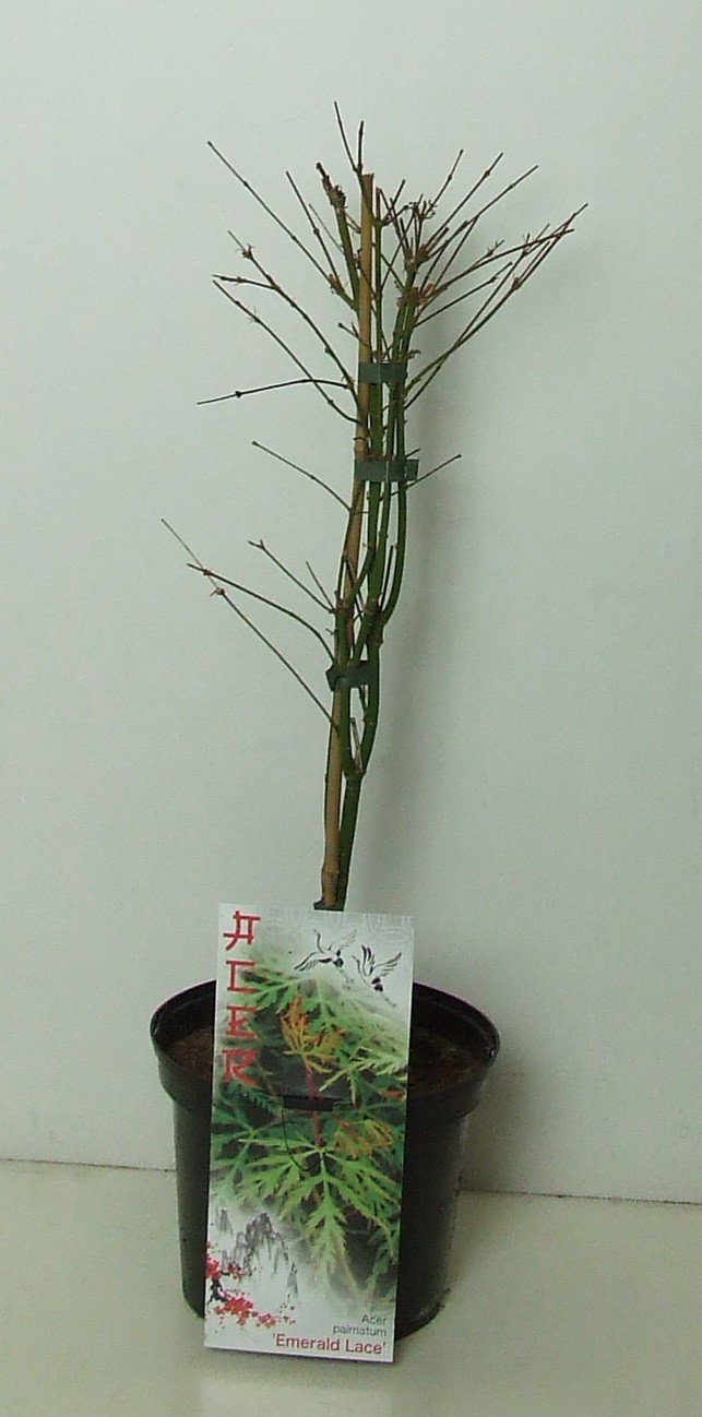 Acer palmatum 'Emerald Lace' P19, D 19