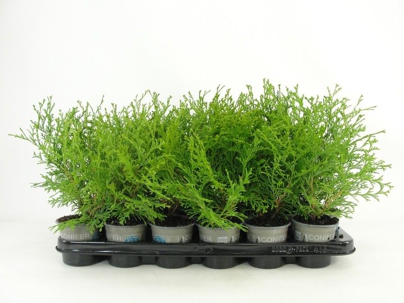 Chamaecyparis obtusa 'Kamarachiba', D 9