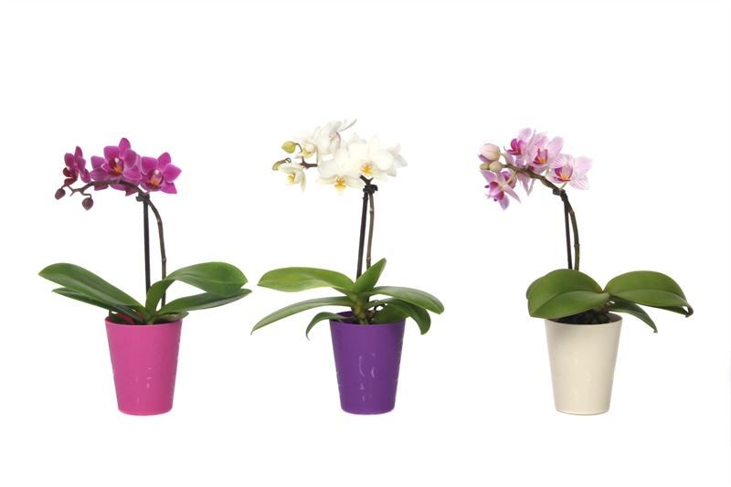 Jacky p06 mix Phal Tiny Dolls mix 1T07+, D 6