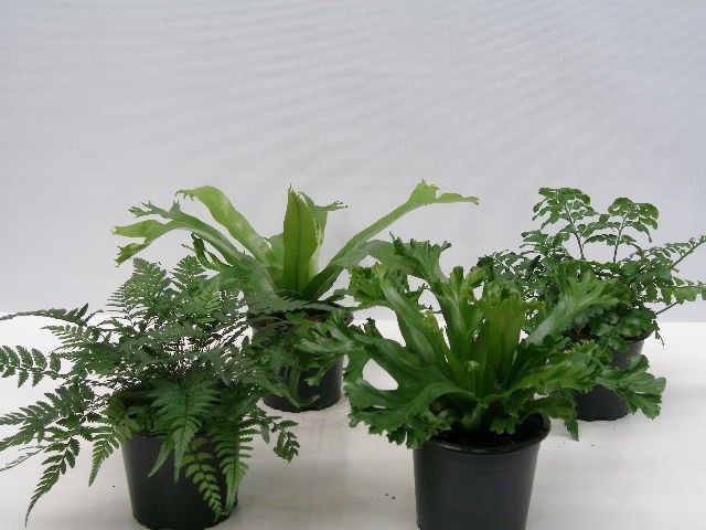 ASPLENIUM ANTIQUUM 'Mix', D 11