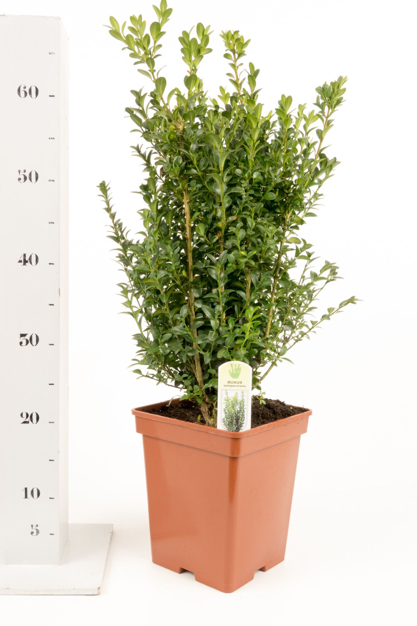 Buxus sempervirens 40-50cm struik extra, D 19
