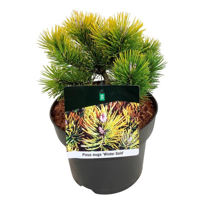 Pinus mugo 'Winter Gold', D 21