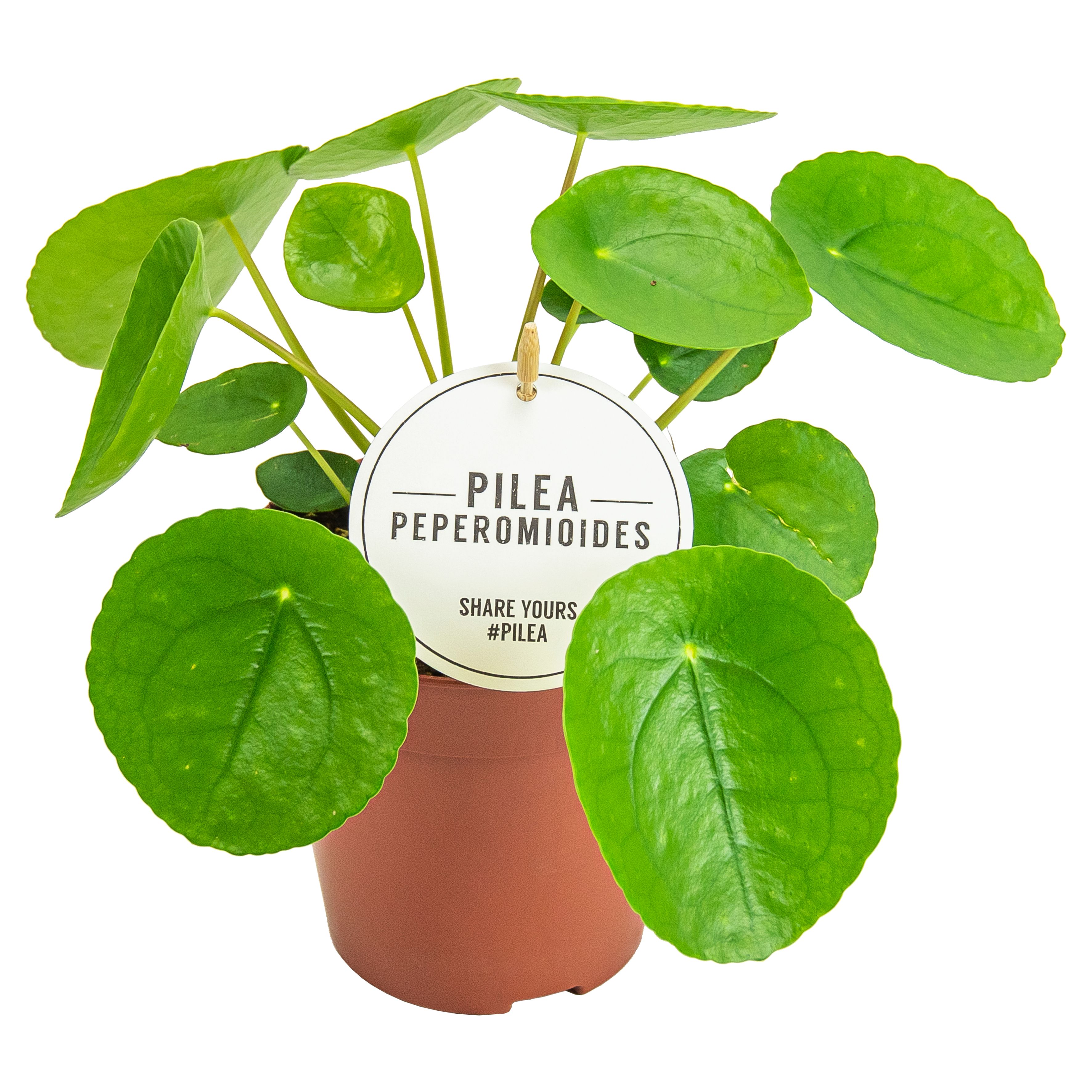 Pilea Peperomioides, D 12