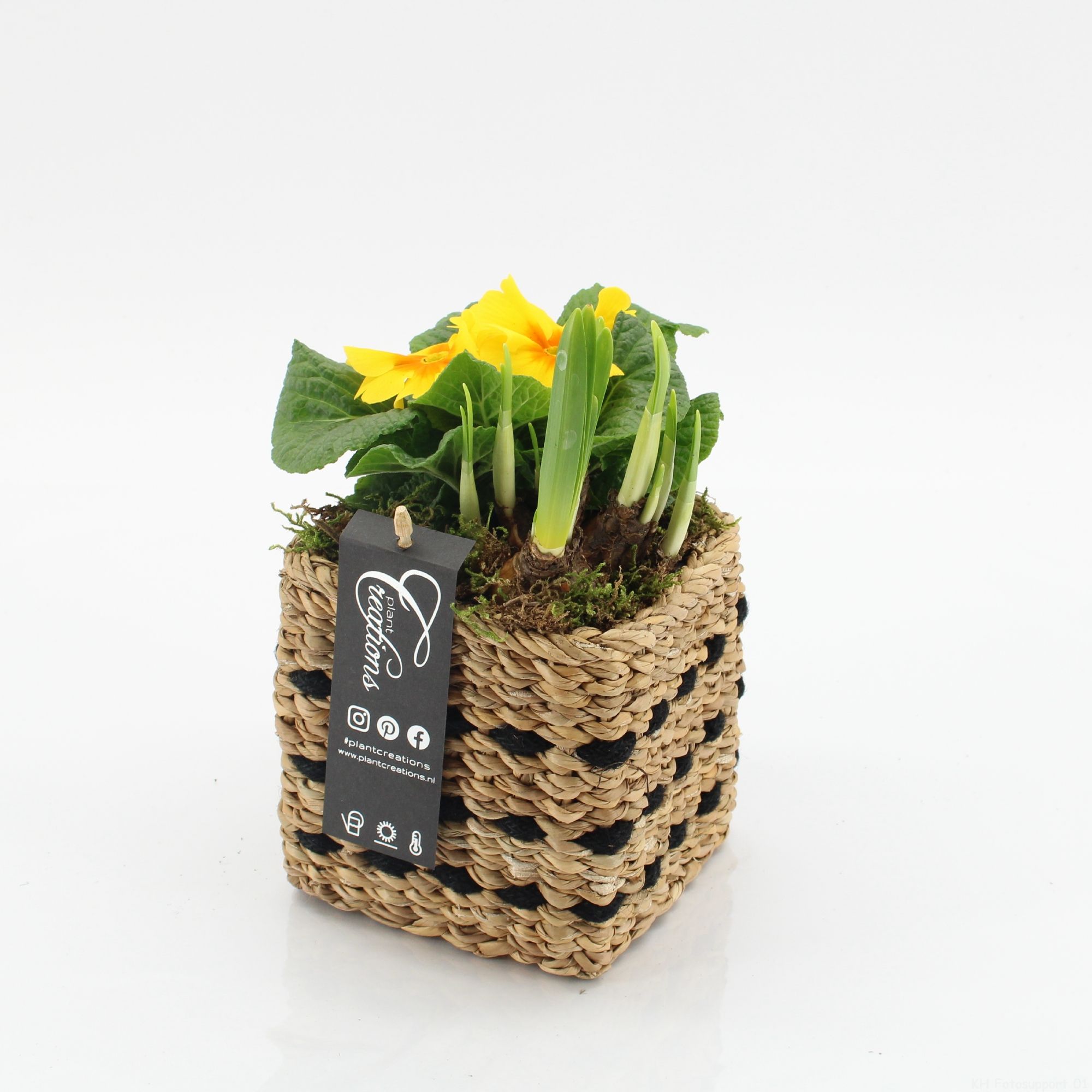 PMCR-2605 Primula creations, D 12