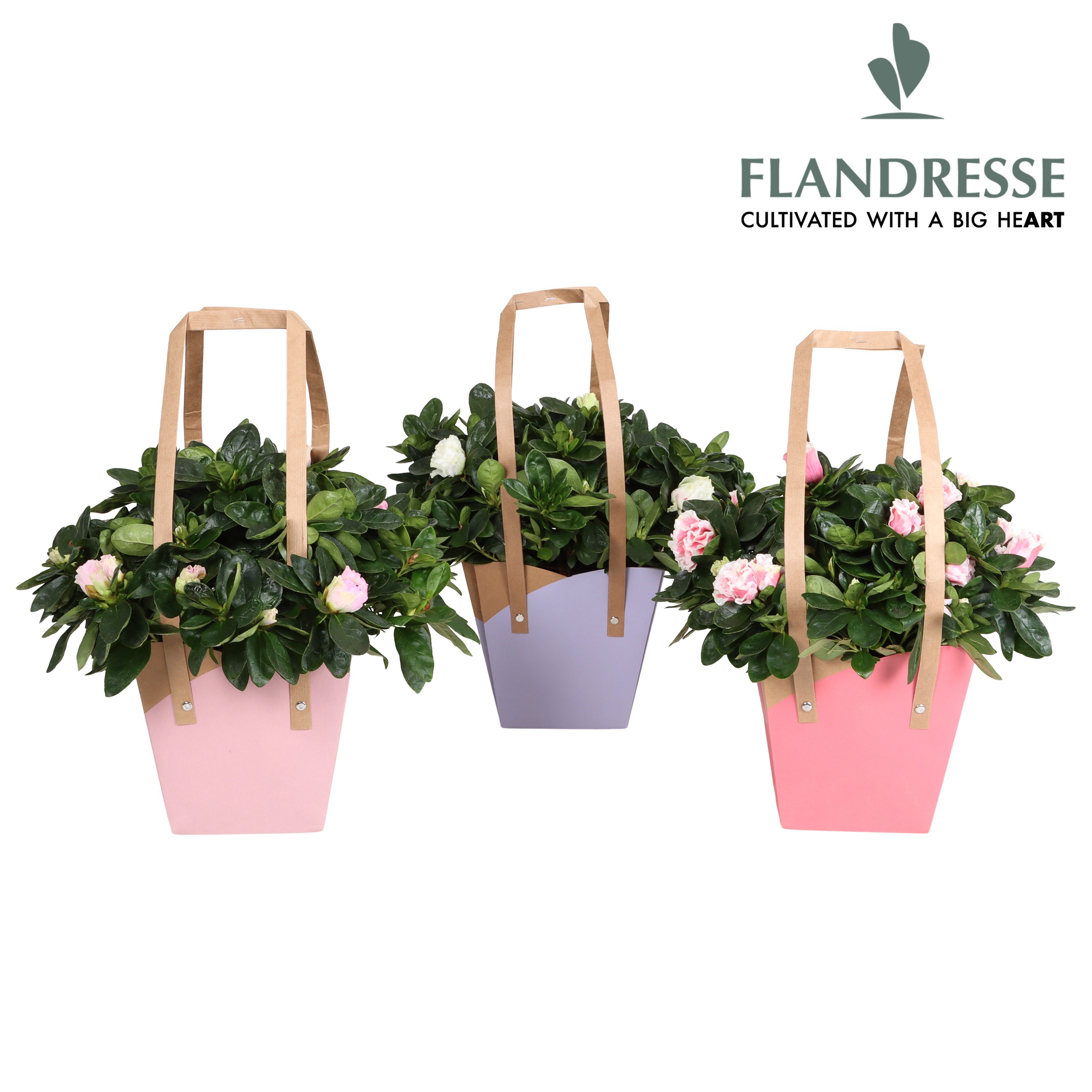 Azalea Flandresse® New Frontiers Draagtas, D 14