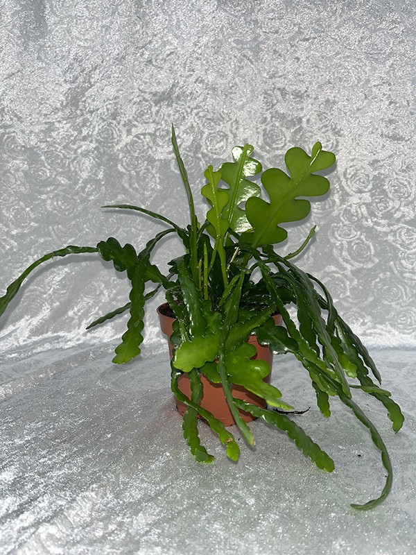 EPIPHYLLUM ANGULIGER FISHBONE, D 12