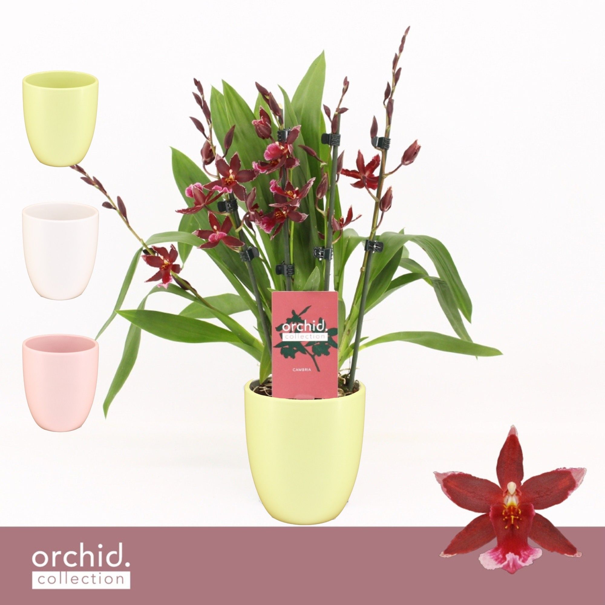 Barrocco Red, 5/6-spike Compact in Lotte 'Orchid Collection', D 12
