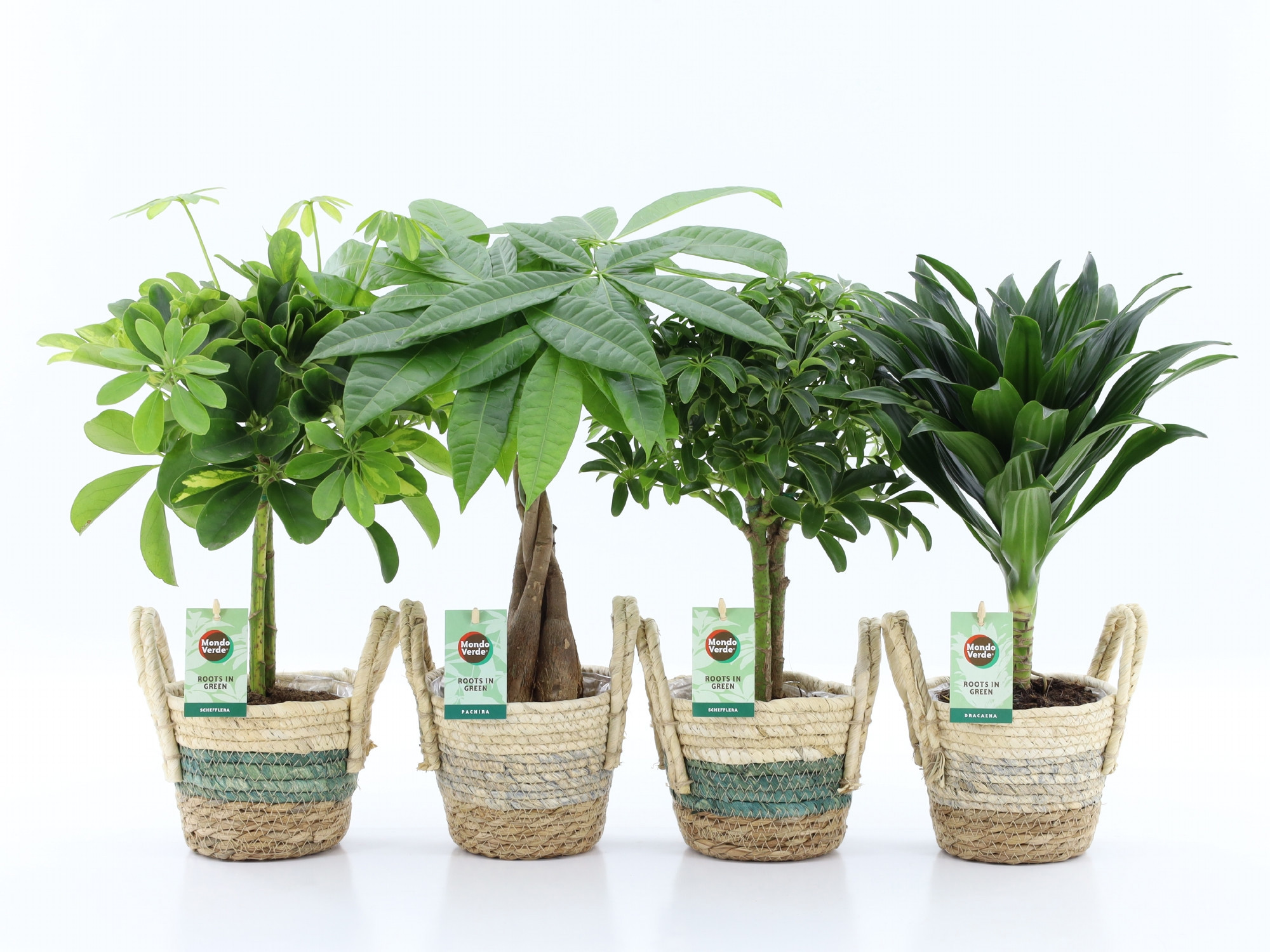 Stammenmix in Noah Stripe, D 14