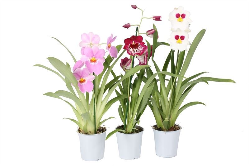 Miltonia mix 1T03+, D 12