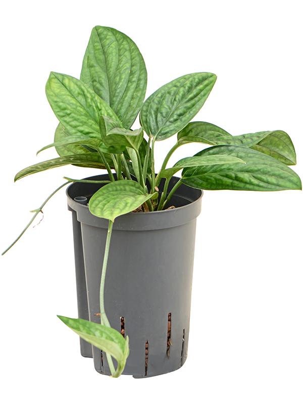 Monstera karstenianum, D 15