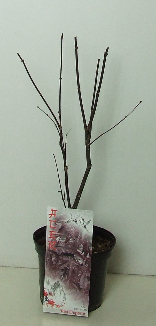 Acer palmatum 'Red Emperor' P19, D 19