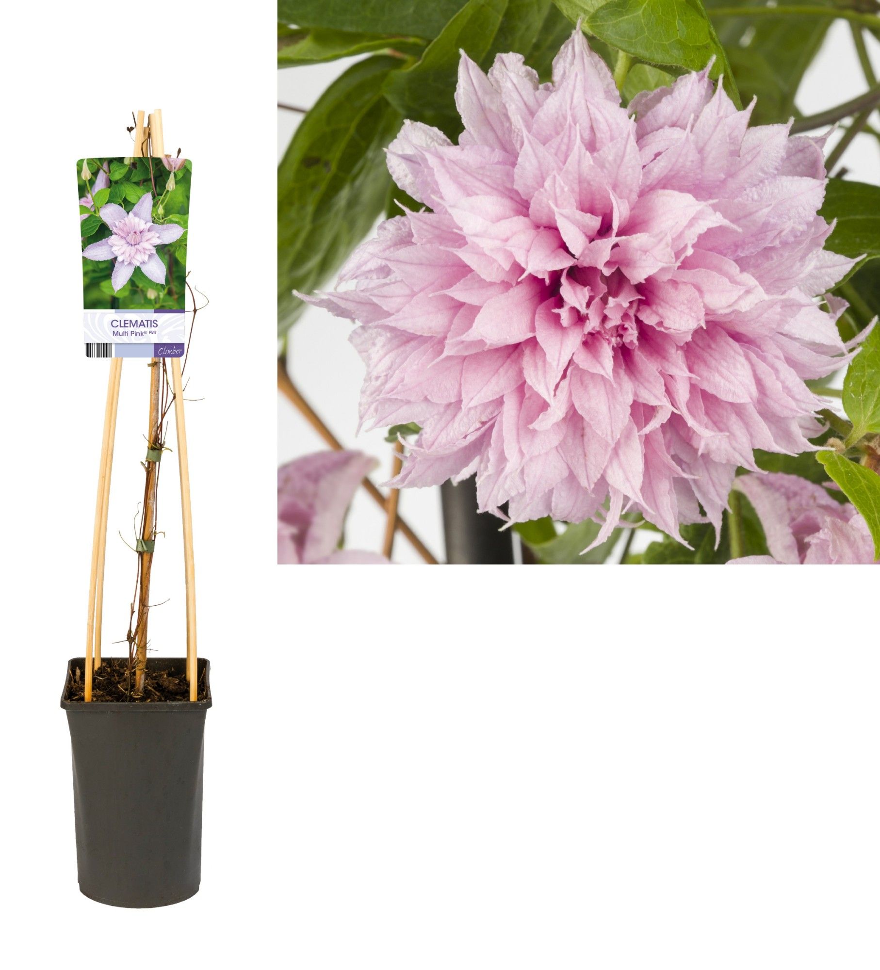 Clematis Multi Pink® PBR +light label, D 17