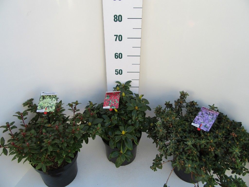 Rhodo. Dwerg mix in soorten, D 29