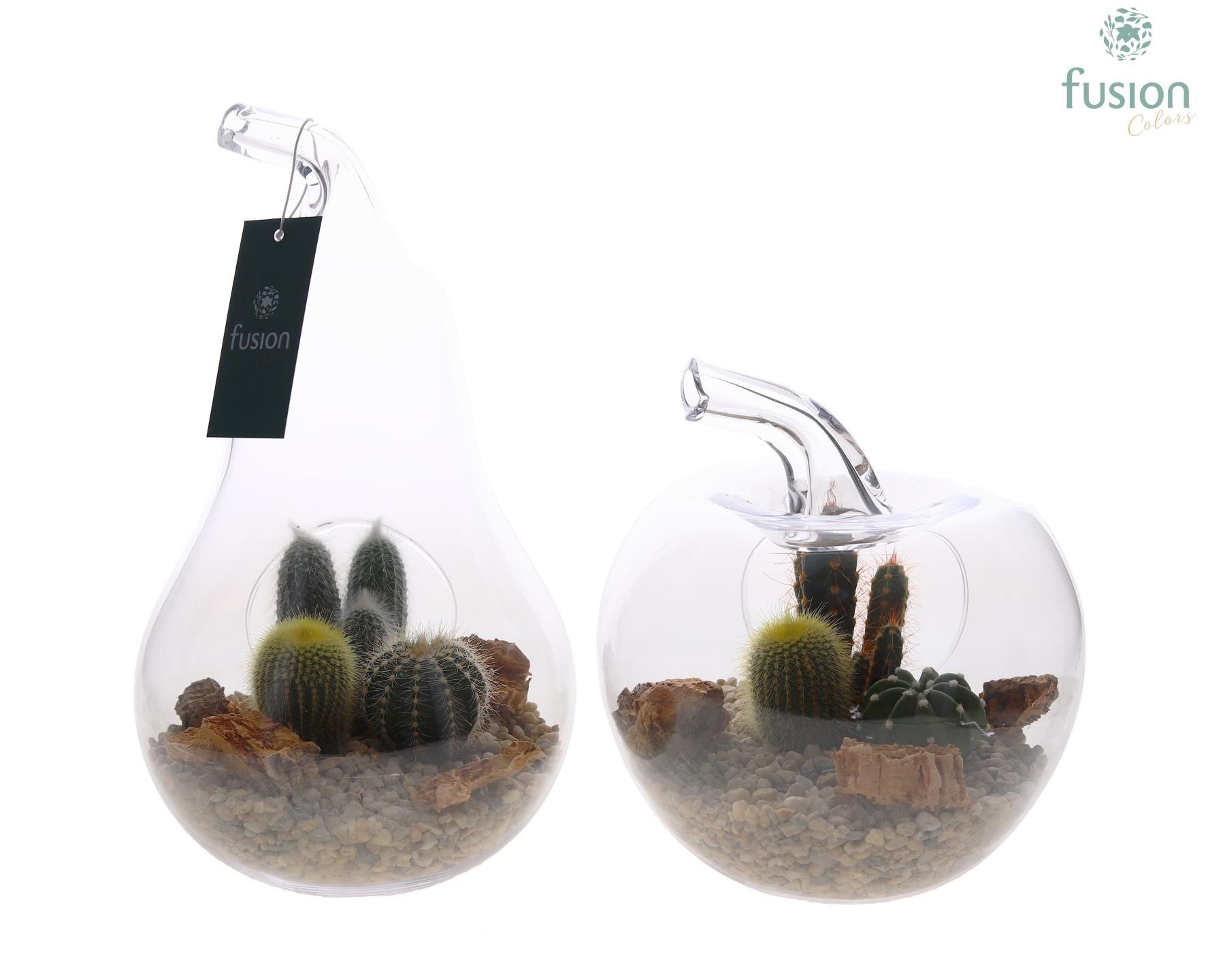 Peer en Appel glas met Cactussen FC22.1244, D 18