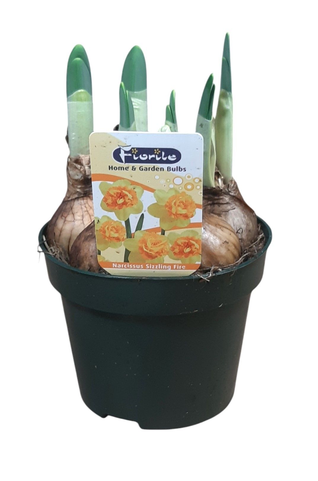 Narcis Sizzling Fire, outdoor, D 12