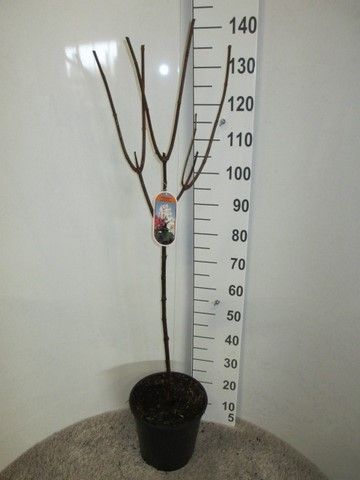 Hydrangea pan. Early Sensation 70-80 stam P28 C10, D 28