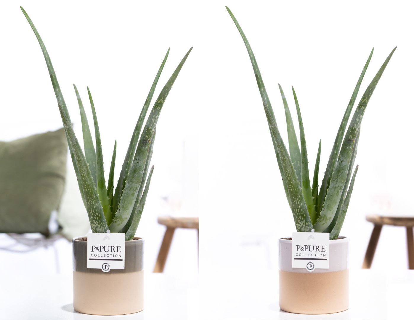 Aloe Vera in P&PURE Tess 2 ceramics ass. 2, D 12