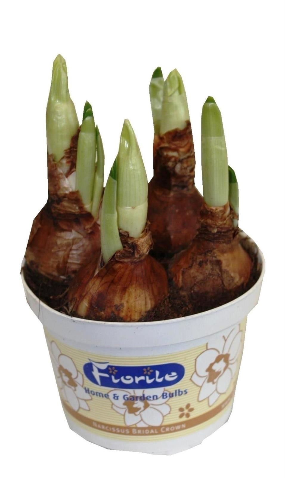 Narcis Bridal Crown, D 9