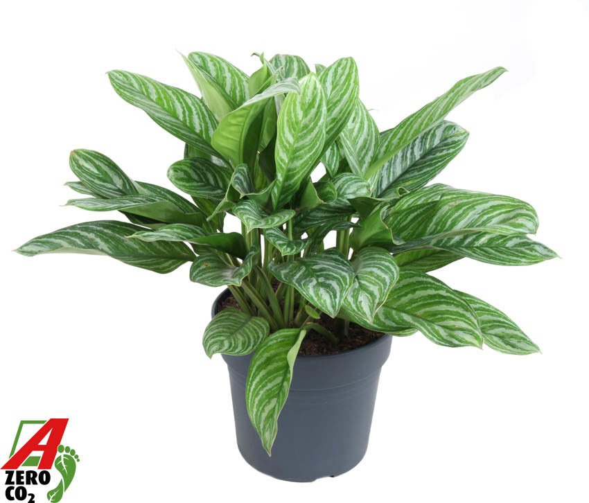 Aglaonema Stripes, D 34