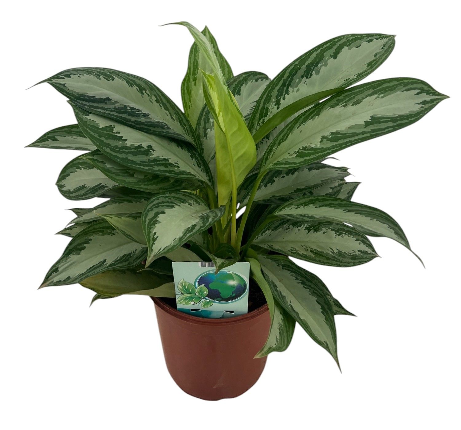 Aglaonema Silver Bay P24, D 24