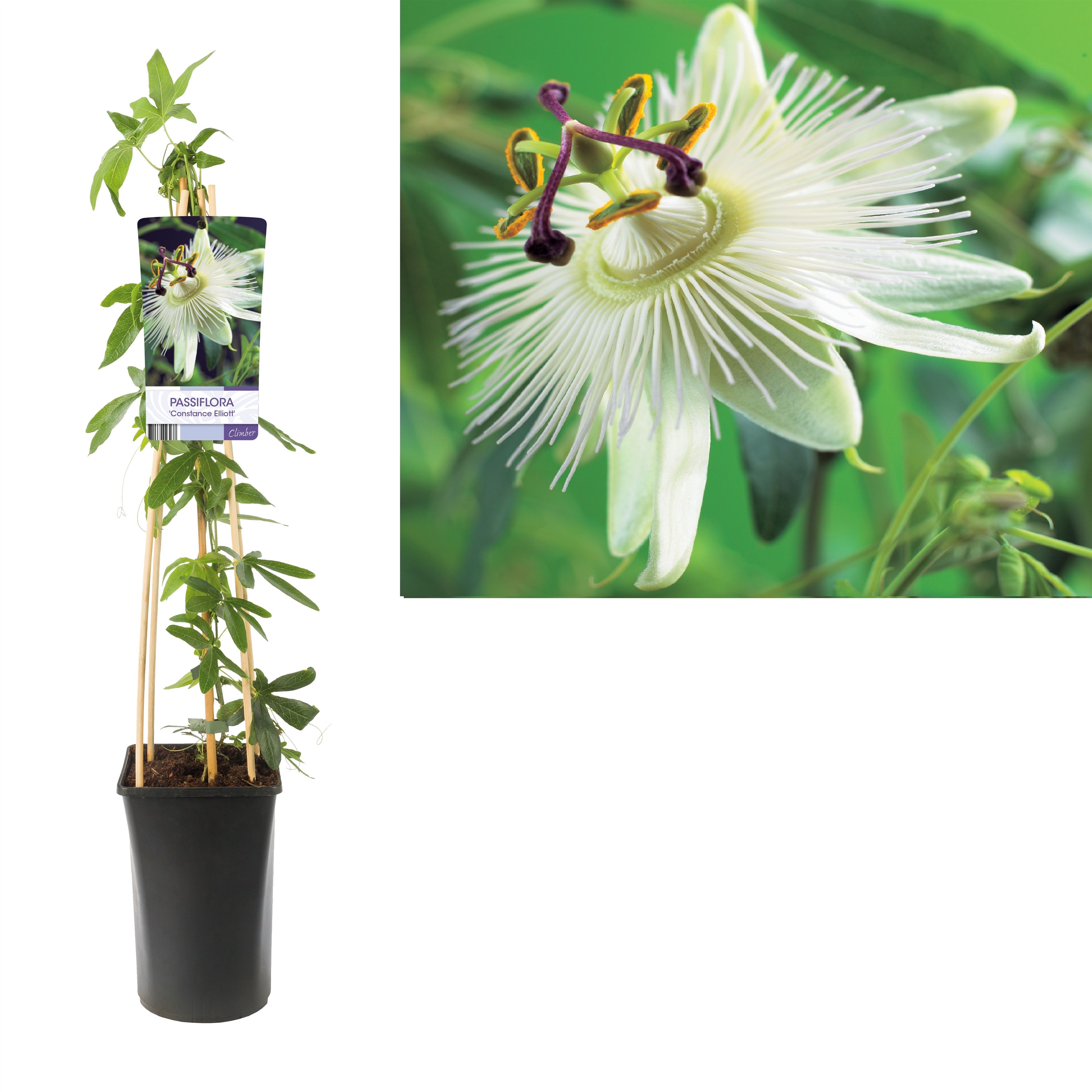 Passiflora 'Constance Elliott' +light label, D 17