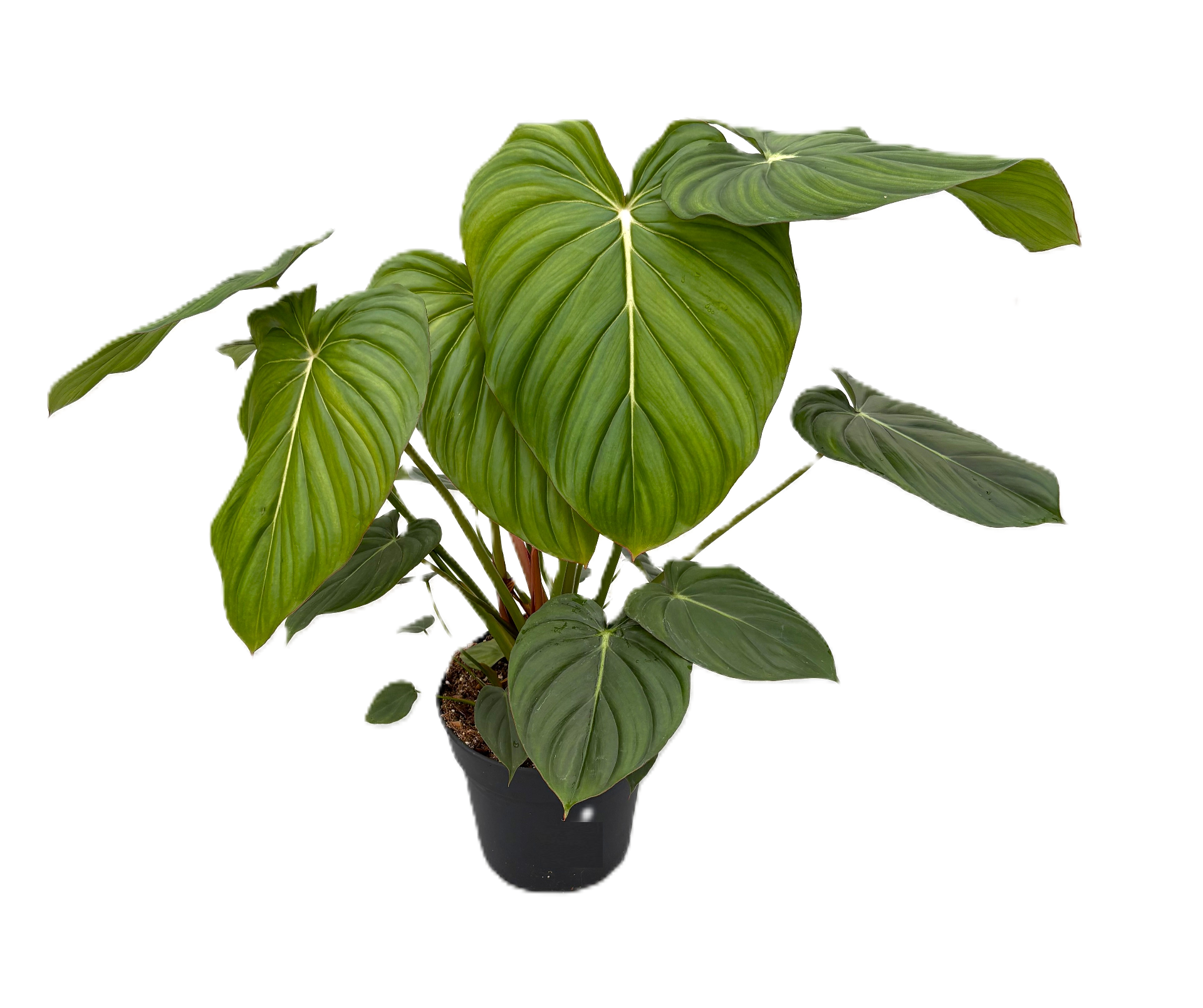 Philodendron 'Mc Dowell' p24 3pp, D 24