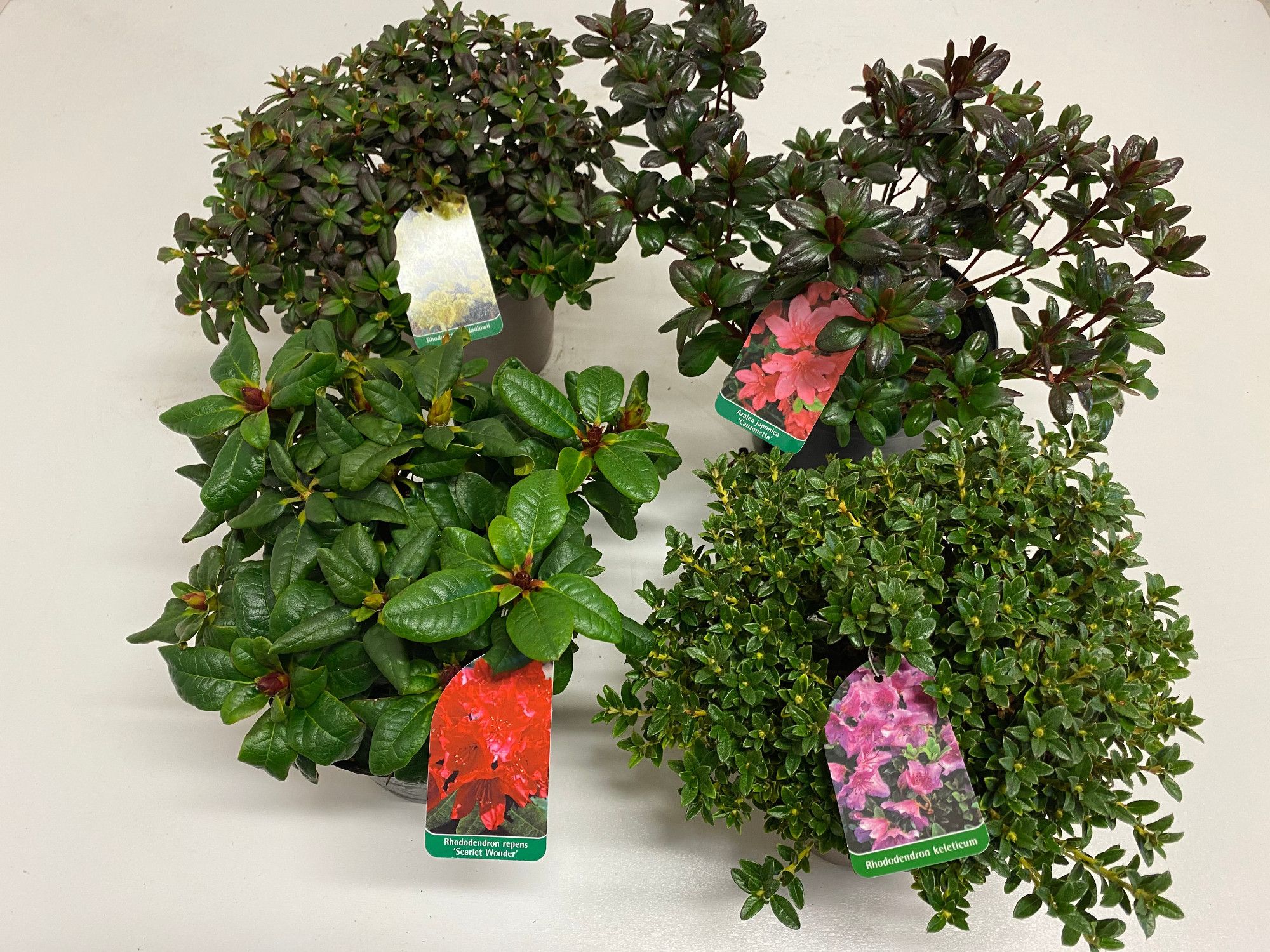 Zwergrhododendron und -azaleen i.S., D 17