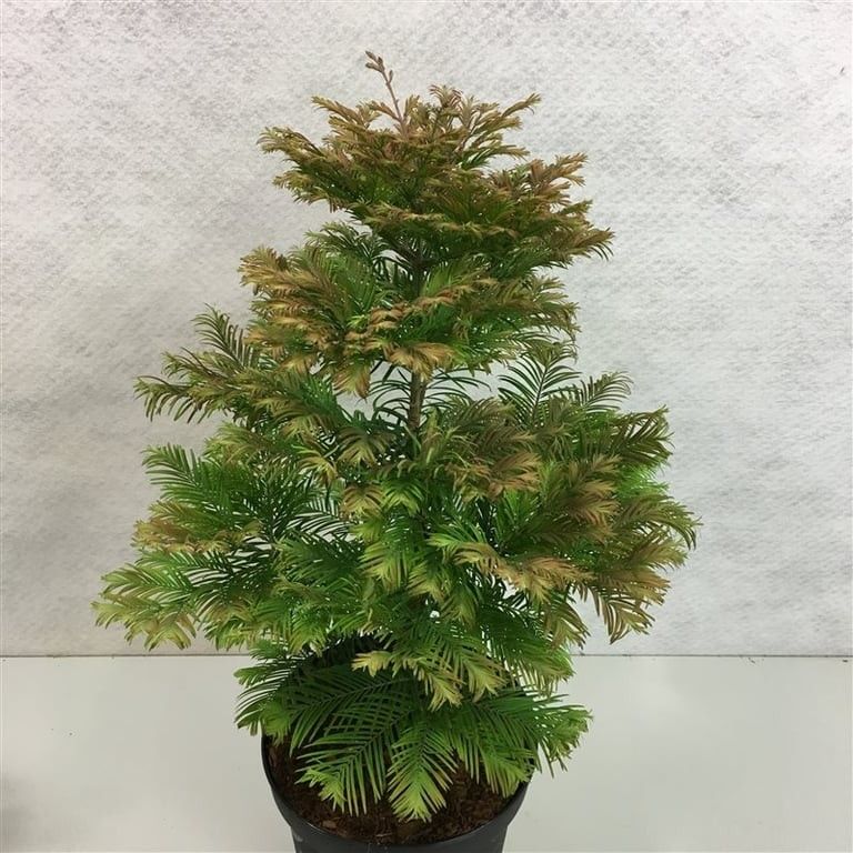 Metasequoia glypt. 'Daweswood Tawny Fleece', D 29