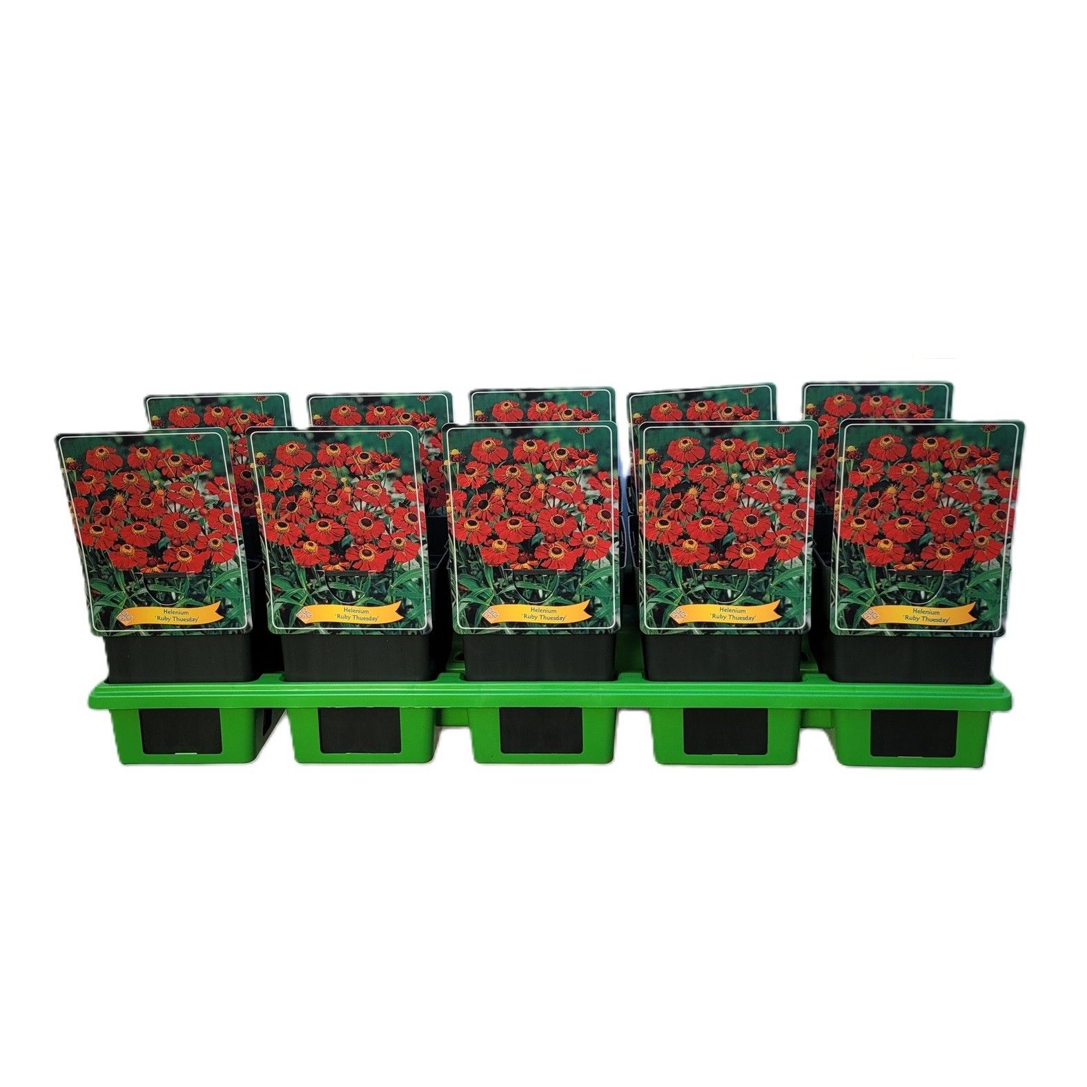 Helenium 'Ruby Thuesday' P11, D 11