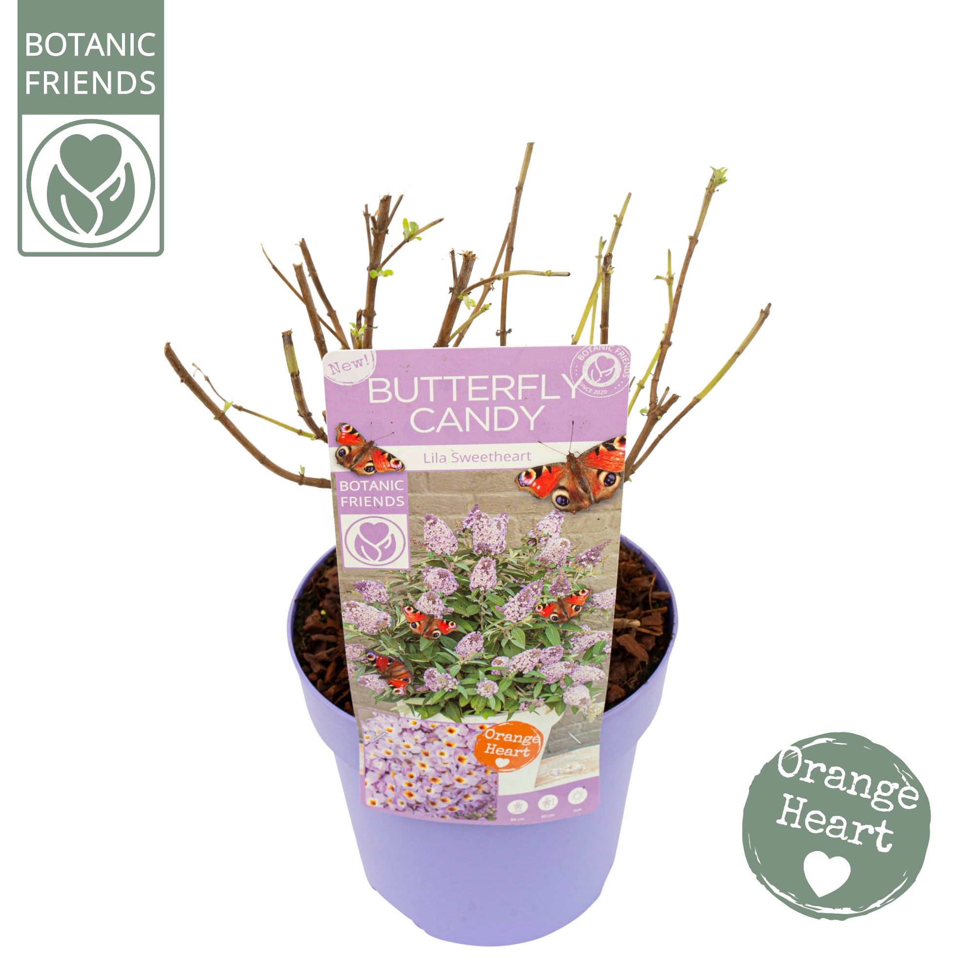 Buddleja Butterfly Candy 'Lila Sweetheart'®, D 19