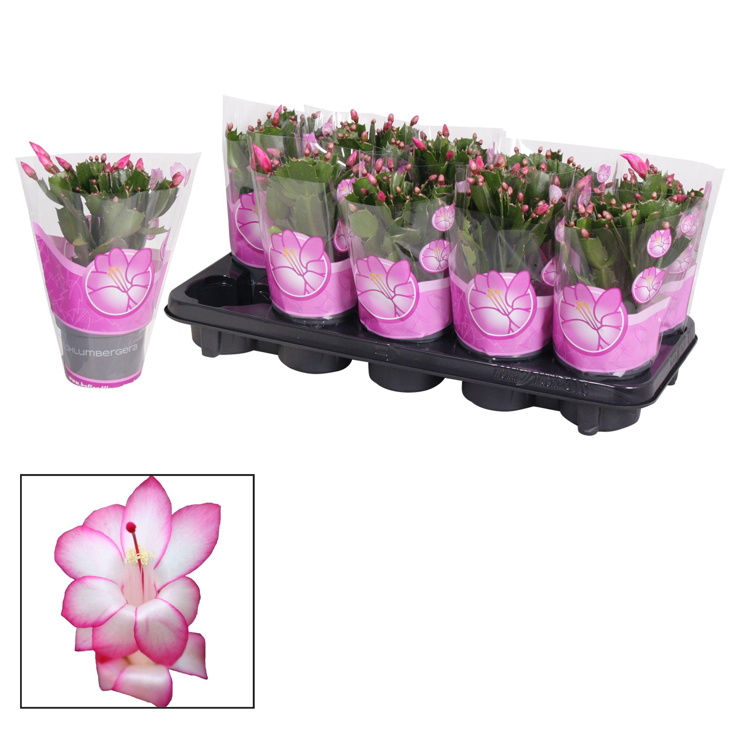 Schlumbergera - 10,5 cm - Purple (Purple Dancer), D 10,5