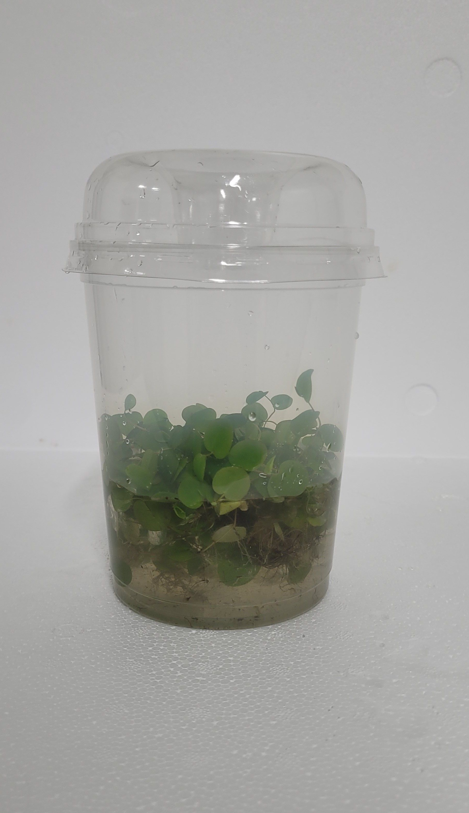 490-Phyllanthus fluitans met deksel, D 12